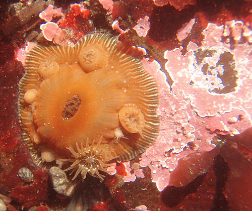 Epiactis prolifera